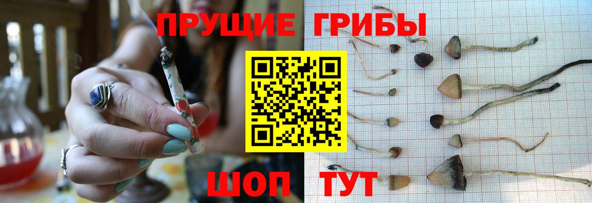 где найти   Псилоцибиновые грибы Psilocybe  Глазов  Вход с VPN  Галлюциногенные грибы мухоморы 